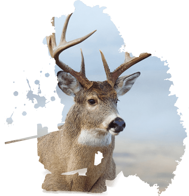 White-tailed buck in Arkansas