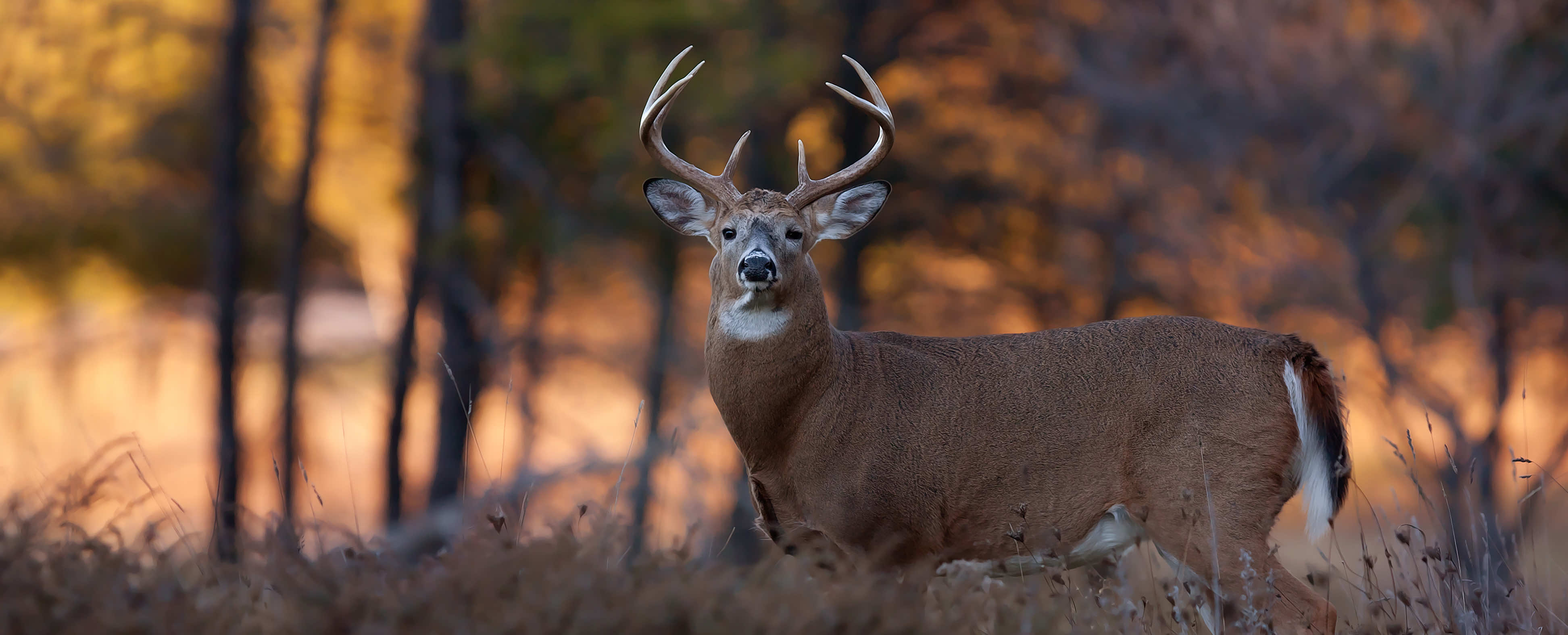 Whitetail deer in Arkansas